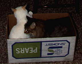 Cats in Pear Box