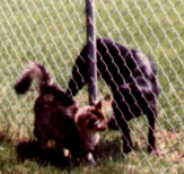 Butch with Dog