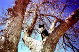 Moustache in Tree