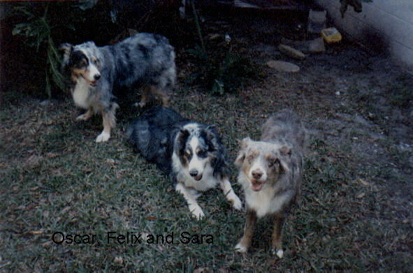 Three Dogs