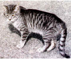 Tabby.jpg (82644 bytes)