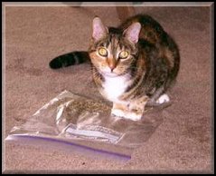 I KNOW there's CATNIP in this bag!!