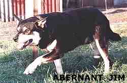 ABERNANT JIM - 1988/ Photo: Stephen Bilson