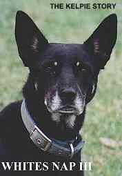 WHITE NAP III - ONE OF THE FEW KELPIES ABLE TO BEAT THE TOP BORDER COLLIES IN ARENA TRIALS/ Photo: Stephen Bilson