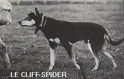 LE CLIFF SPIDER