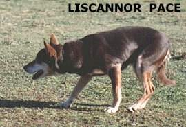 LISCANNOR  PACE