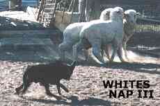 WHITES NAP III / Photo: Stephen Bilson