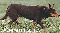 AVENPART KELPIE STUD