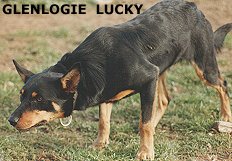 GLENLOGIE LUCKY