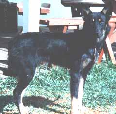 LONG COATED PUREBRED KELPIE