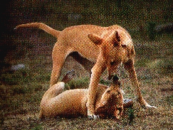 PHOTO OF 2 DINGOS PLAYING. TAKEN BY  GARY STEER