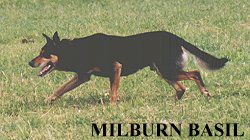 MILBURN BASIL/ Photo: Stephen Bilson