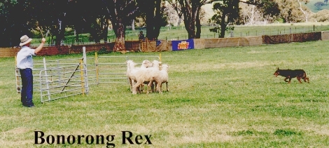 Bonorong Rex/ Photo: Stephen Bilson