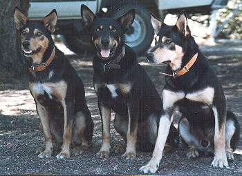 PHILS CREEK TESS,DARKIE,BEN. Photo: Stephen Bilson