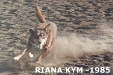 RIANA KYM (1985) TOP SIRE AT SCANLON STUD/ Photo: Stephen Bilson