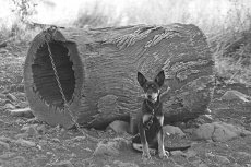 A SCANLON KELPIE PUP - 1985 / Photo: Stephen Bilson