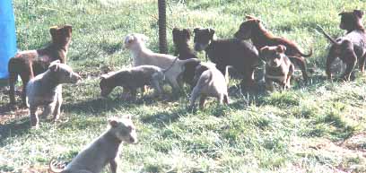 SOME SPINIFEX PUPPIES