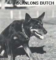 SCANLONS BUTCH - TOP SIRE IN WYREEMA KELPIE STUD