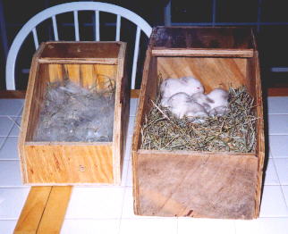 nestboxes