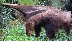 anteater