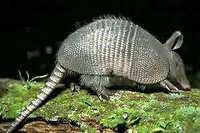 armadillo