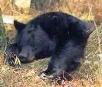 bear sleeping