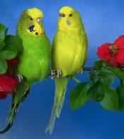 budgies