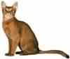 abyssinian cat