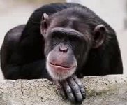 chimpanzee