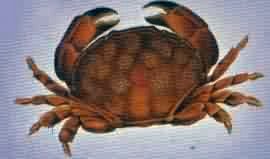 crab