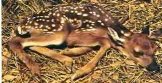 deer sleeping