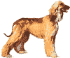 afghan hound