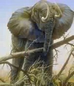 elephant