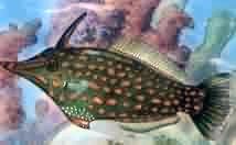 filefish