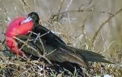 frigate bird