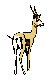 gazelle