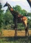 giraffe