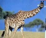 giraffe