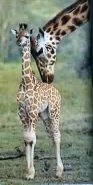 giraffe