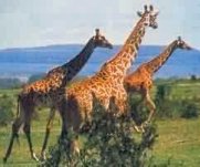 giraffes