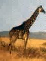 giraffe