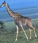 large giraffe pic!