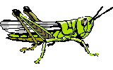 grasshopper