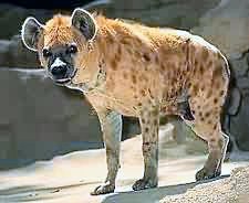 hyena