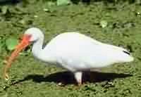 ibis