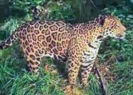 jaguar