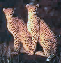 leopards