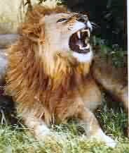 lion