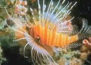 lionfish