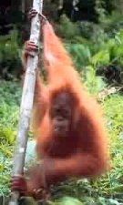 orang-utan